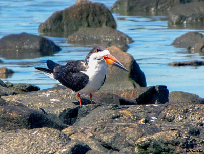 RAYADOR (Rynchops niger) - Rocas en La Estacada- MONTEVIDEO (Setiembre 2009)